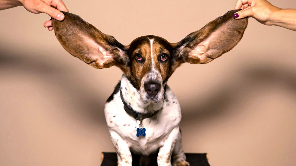 Basset hound with huge ears held by two hands