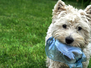 Dog carrying trash in their mouth
