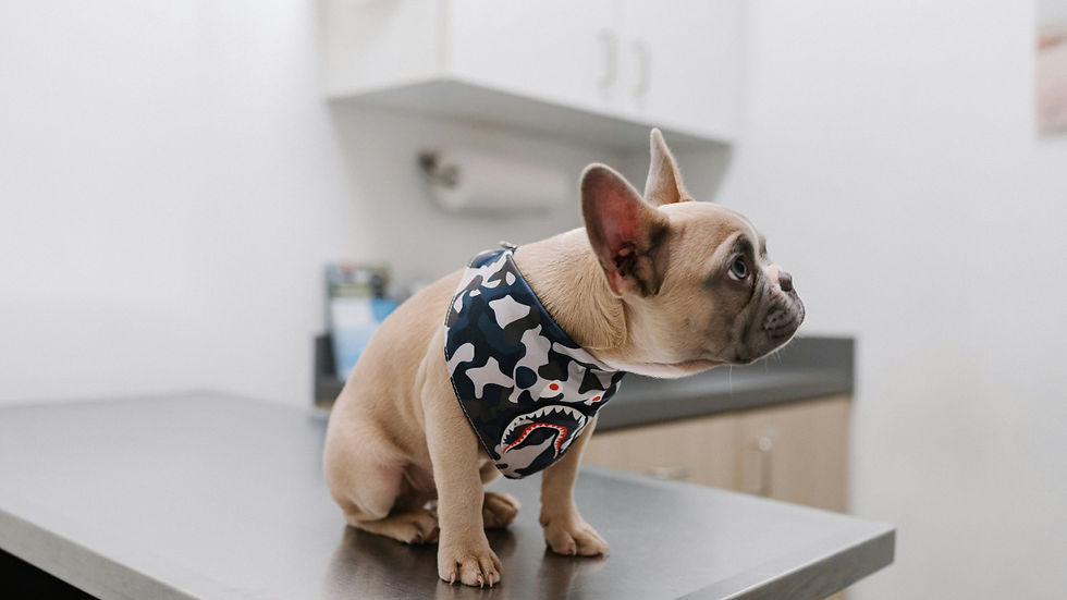 French bulldog sits on a vet exam table