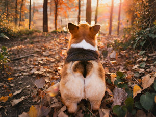 Corgi on a leaf-covered forest path at sunset