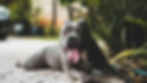 Gray pit bull lying on a paved path, panting with tongue out