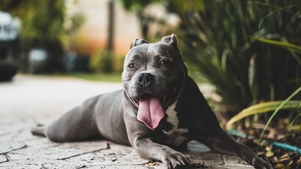 Gray pit bull lying on a paved path, panting with tongue out