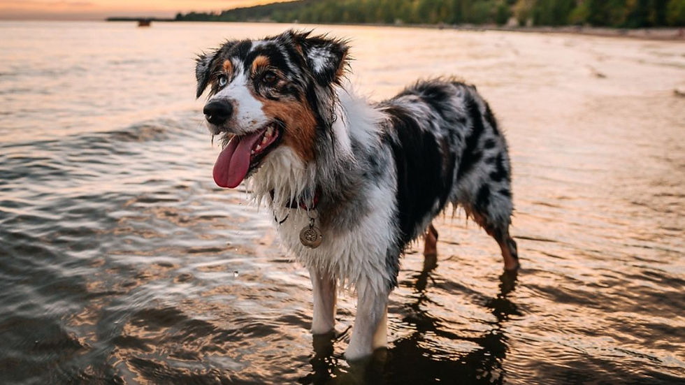 Australian Shepherd with a mottled coat stands in shallow water at sunset.