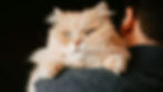 Fluffy cream cat rests on a person’s shoulder