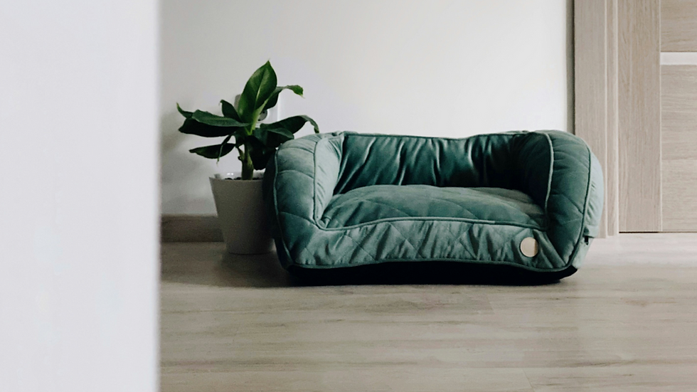 Empty green dog bed on a wood floor