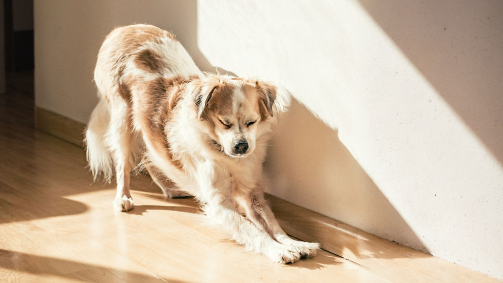 Small tan-and-white dog in prayer position