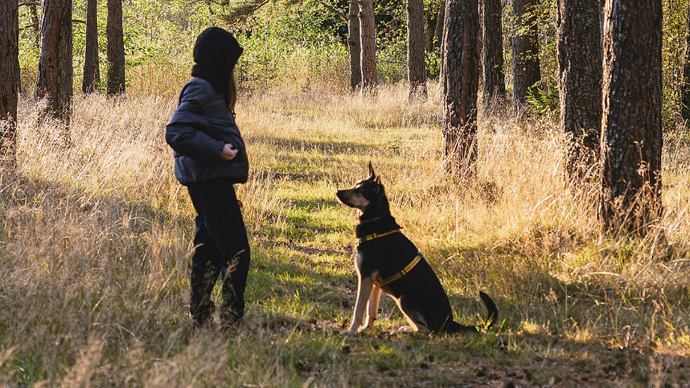 Dog training in his harness outside