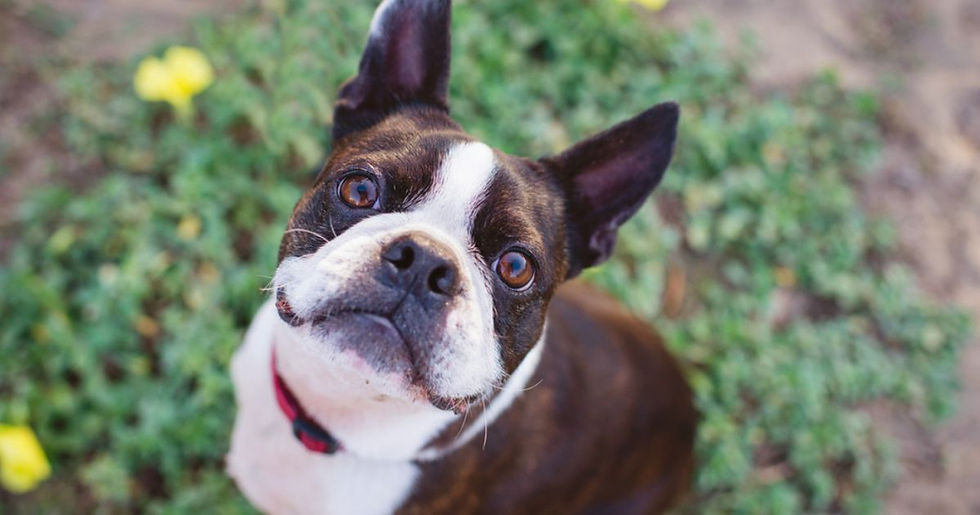 Boston Terrier with a red collar looks up curiously, surrounded by greenery with yellow flowers in the background.