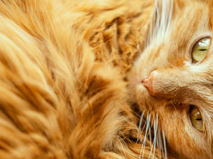 Close-up of a ginger cat with green eyes