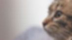 Close-up of a brown tabby cat in profile
