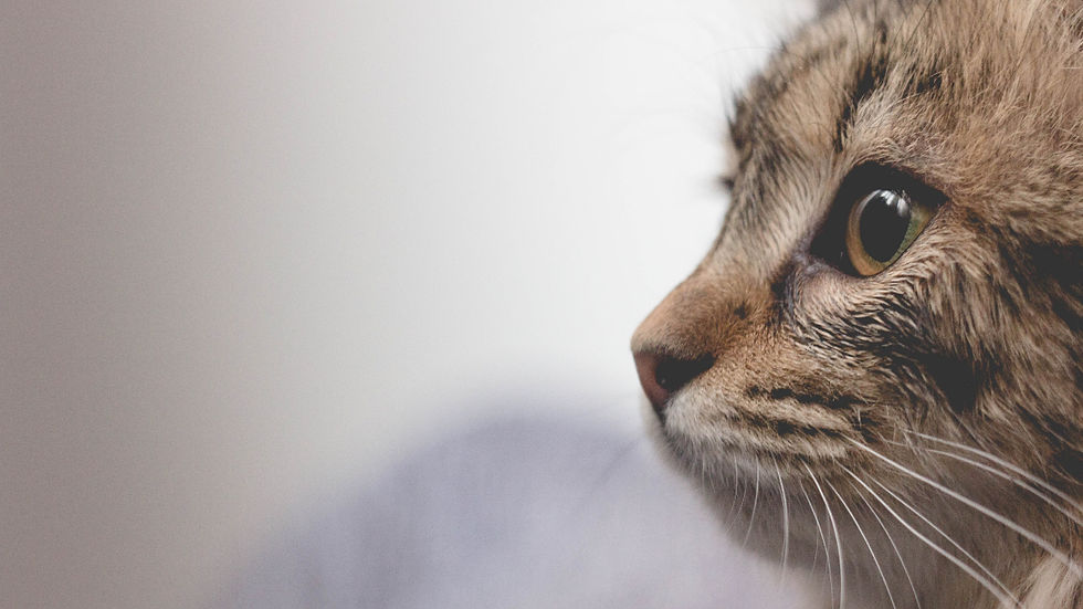 Close-up of a brown tabby cat in profile