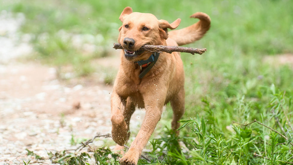 Yellow Lab runs through wet grass with a stick in its mouth