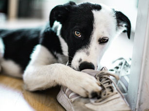 Dog chewing on a shoe