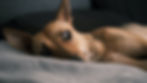 Close-up of a dog lying on a bed at night, looking nervous
