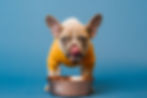 French bulldog in a yellow sweater licks lips while drinking water.