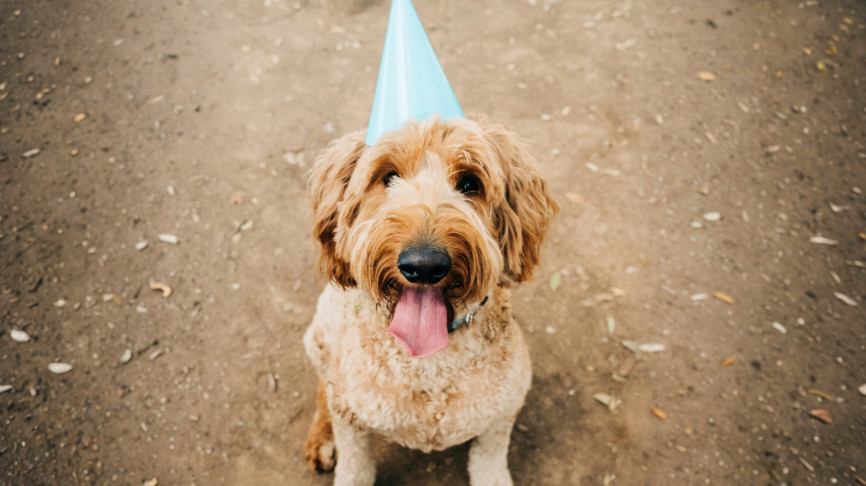 Happy tan dog wearing a blue party hat