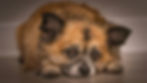 Small fluffy tan-and-black dog lying on a wooden floor, resting its head on its paws