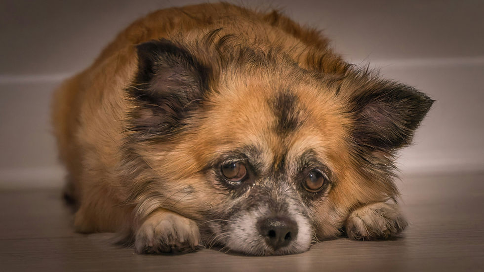 Small fluffy tan-and-black dog lying on a wooden floor, resting its head on its paws