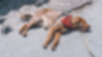 Brown dog in a red bandana is overheating on sunlit pavement