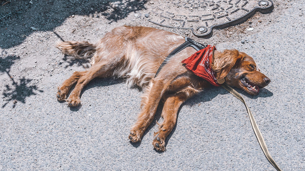 Brown dog in a red bandana is overheating on sunlit pavement