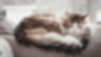 Fluffy cat curled asleep on a gray couch