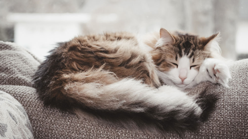 Fluffy cat curled asleep on a gray couch