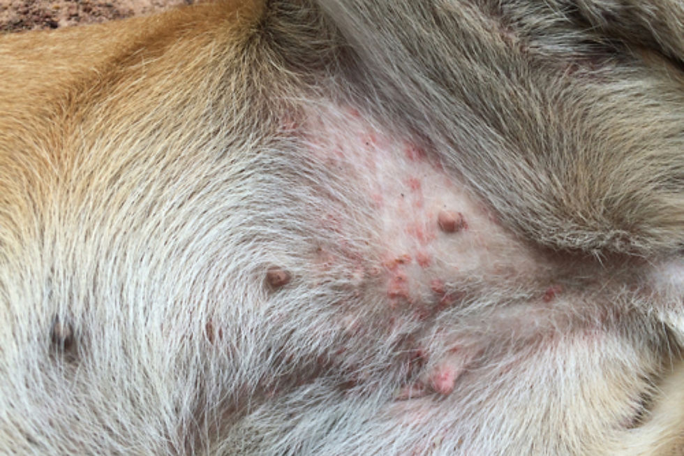 Contact or heat rash on a dog