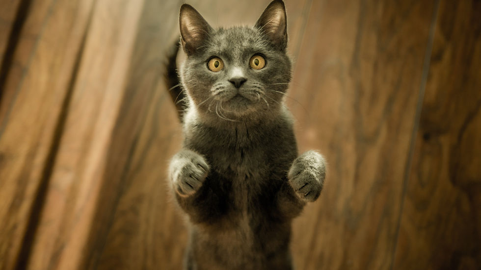 Wide-eyed gray cat stands upright with paws raised