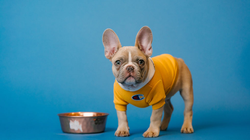 French bulldog stands by a metal bowl