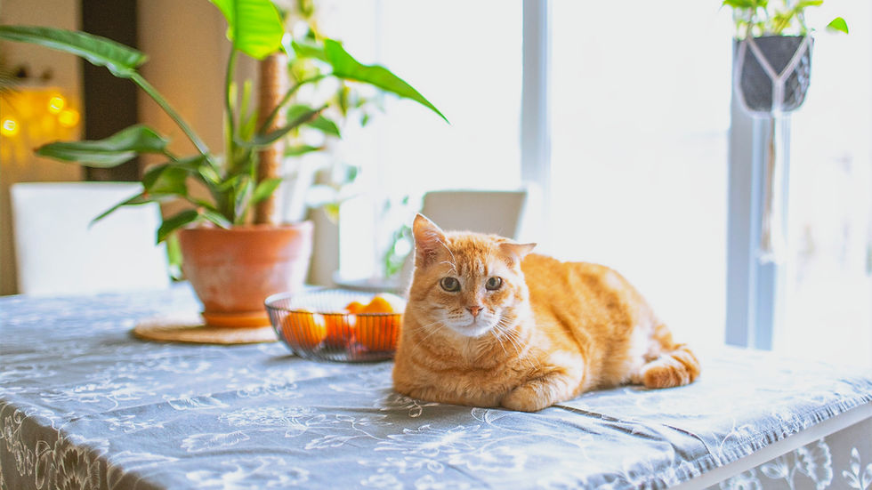 Orange tabby cat lies on patterned table by potted plant and fruit bowl