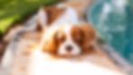Brown-and-white puppy lying on a pool edge 