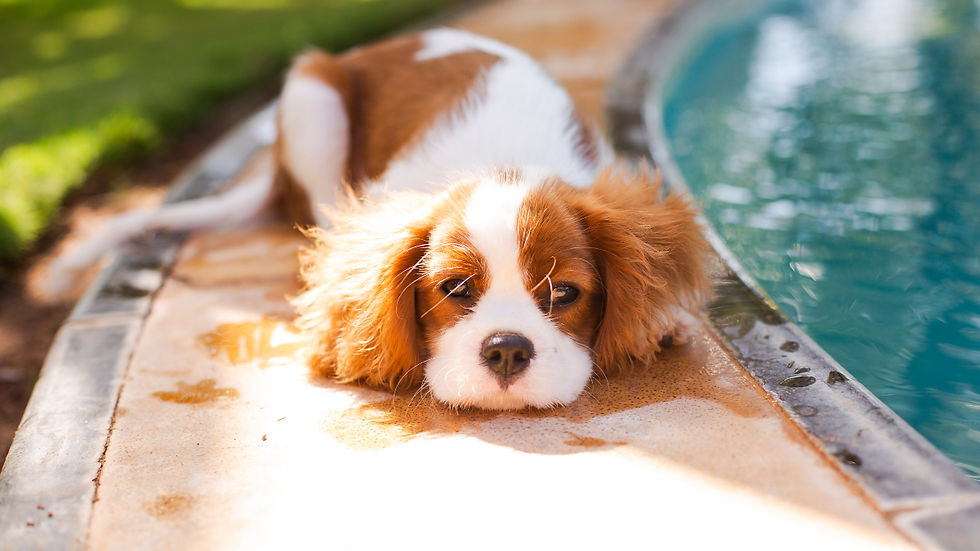 Brown-and-white puppy lying on a pool edge 