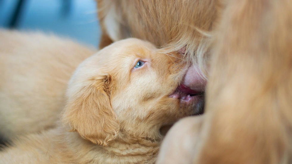 Golden retriever puppy nursing from its mother