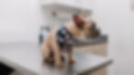 French bulldog puppy on a vet exam table