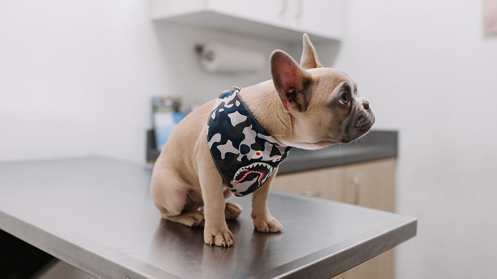 French bulldog puppy on a vet exam table