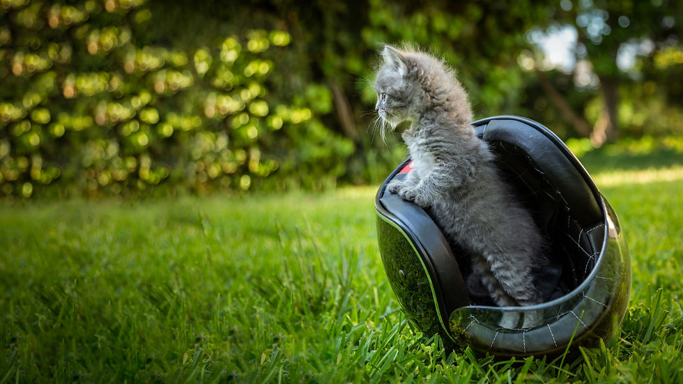 Gray kitten sitting in a black motorcycle helmet