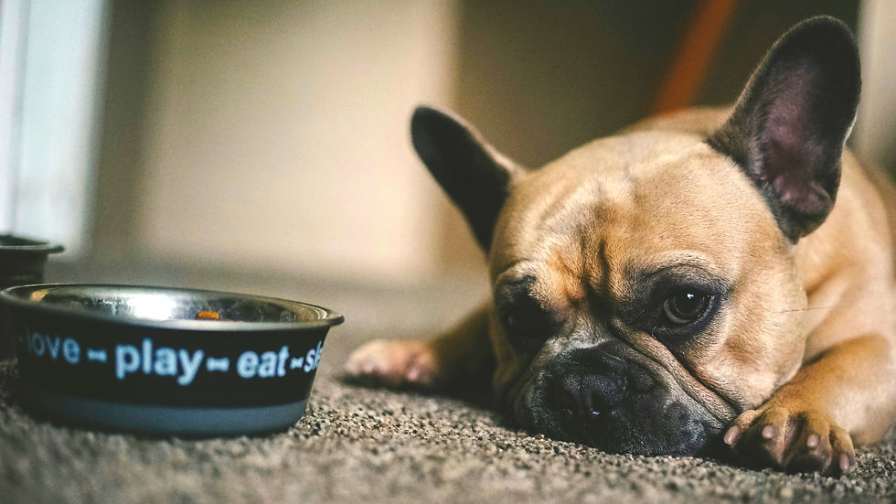 Sad French bulldog beside a bowl 