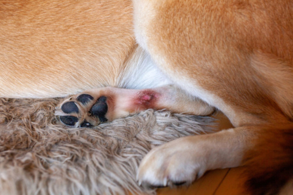 Hot spot on a dog's paw