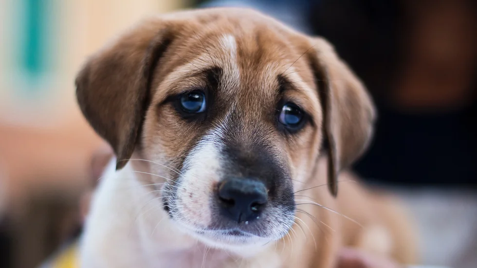 Brown-and-white puppy looking in pain
