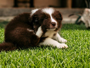 a puppy scratching
