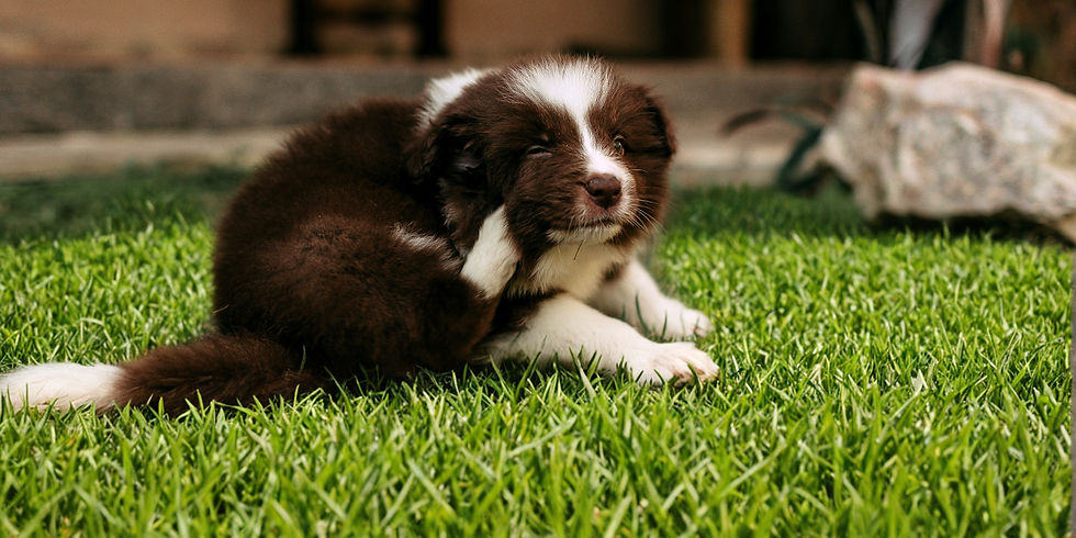 Cytopoint Injection for Dogs: How It Works, Cost, and Side Effects