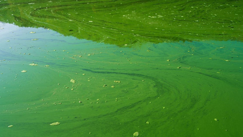 Pond water covered with blue-green algae