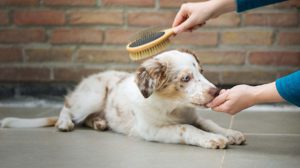 Person brushes a white-and-brown puppy 