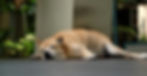 Hypothyroidism in Dogs: Symptoms, Causes & Treatment