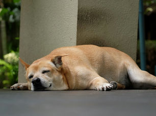 Brown dog sleeping on a patio