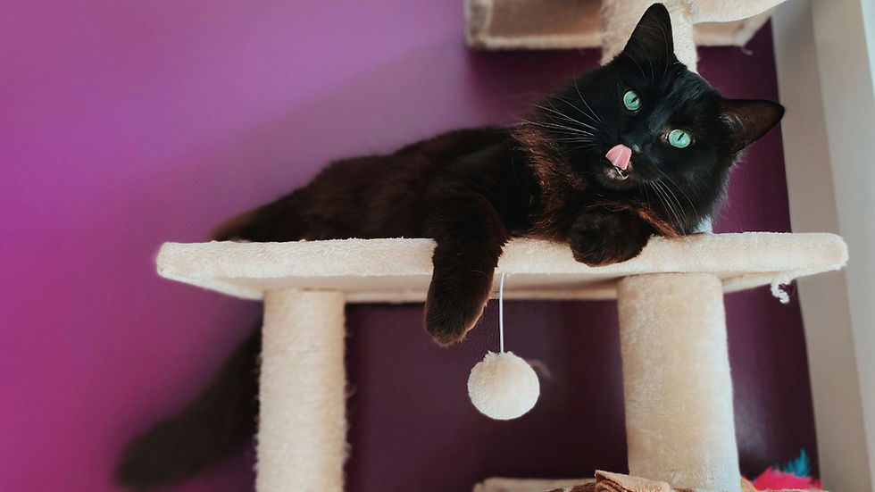 Black cat lounges on a beige cat tree against a purple wall