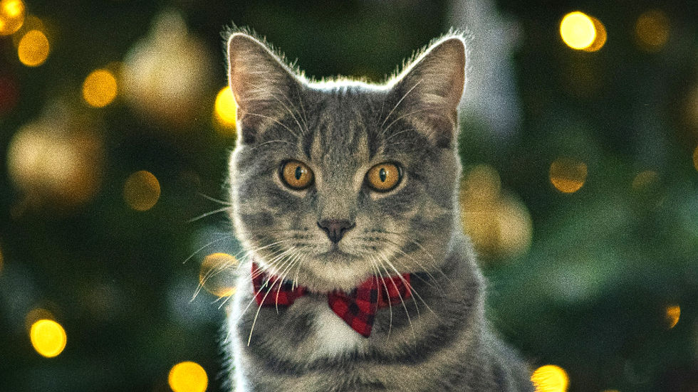 Boy cat wearing a red plaid bow tie