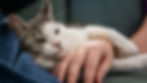 Sleepy gray-and-white cat cuddles a person's hand