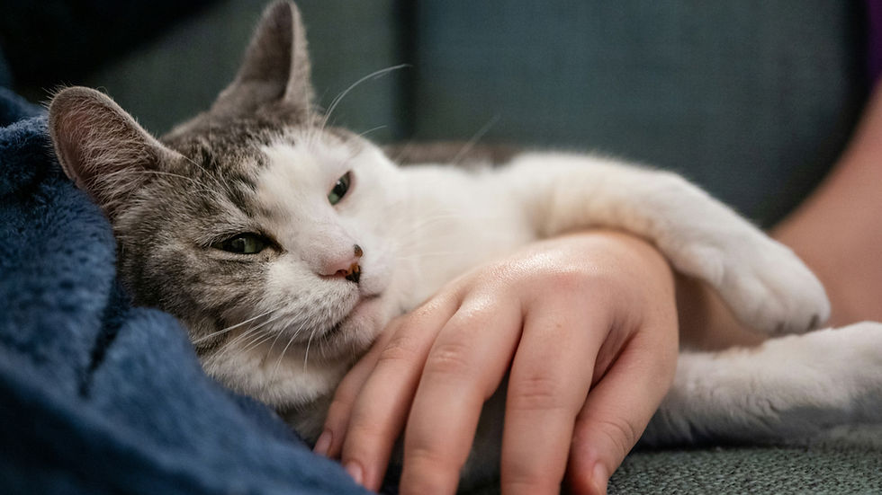 Sleepy gray-and-white cat cuddles a person's hand 