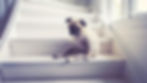 Sad pug sitting on white stairs